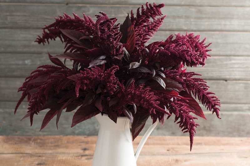 Red Spike Amaranth Seeds