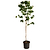 Cherokee Brave Pink Dogwood