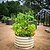 FlexGrow Tomato Cage | Vego Garden