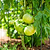 FlexGrow Tomato Cage | Vego Garden