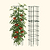 FlexGrow Tomato Cage | Vego Garden