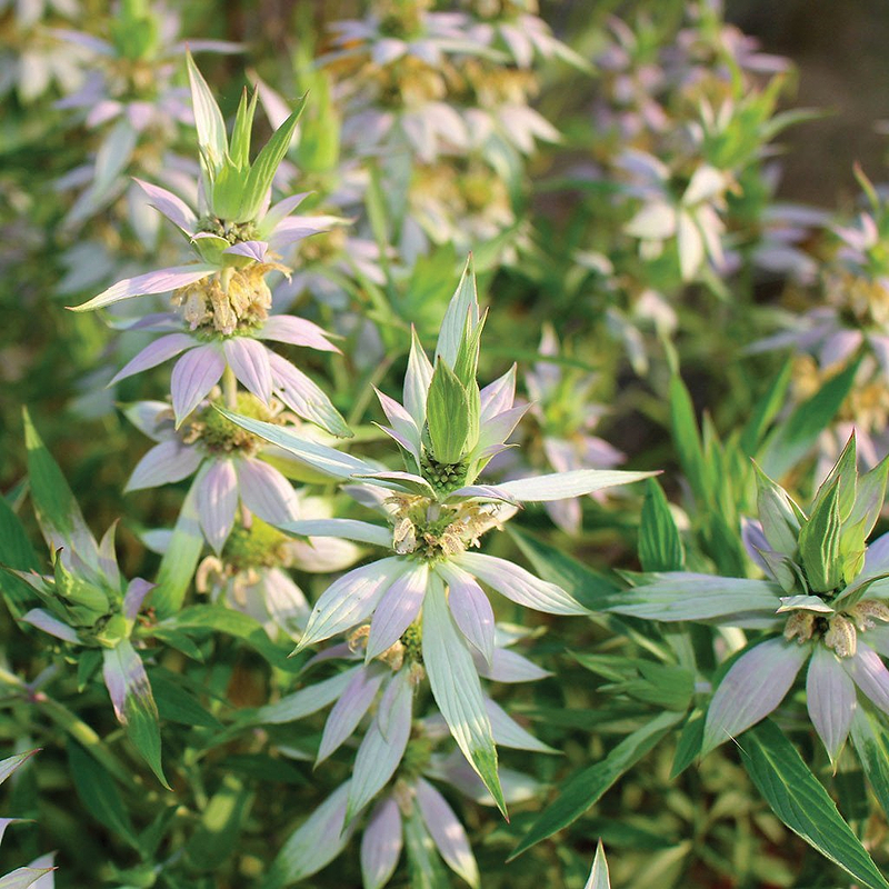 Spotted Wild Bergamot "Bee Balm" Seeds