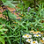 Vego Garden Plant Supports