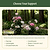 Flower Cage Trumpet - 2 Pack  | Vego Garden