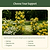 Flower Cage Trumpet - 2 Pack  | Vego Garden