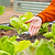 Fountain Sprinkler for Irrigation Kit | Vego Garden