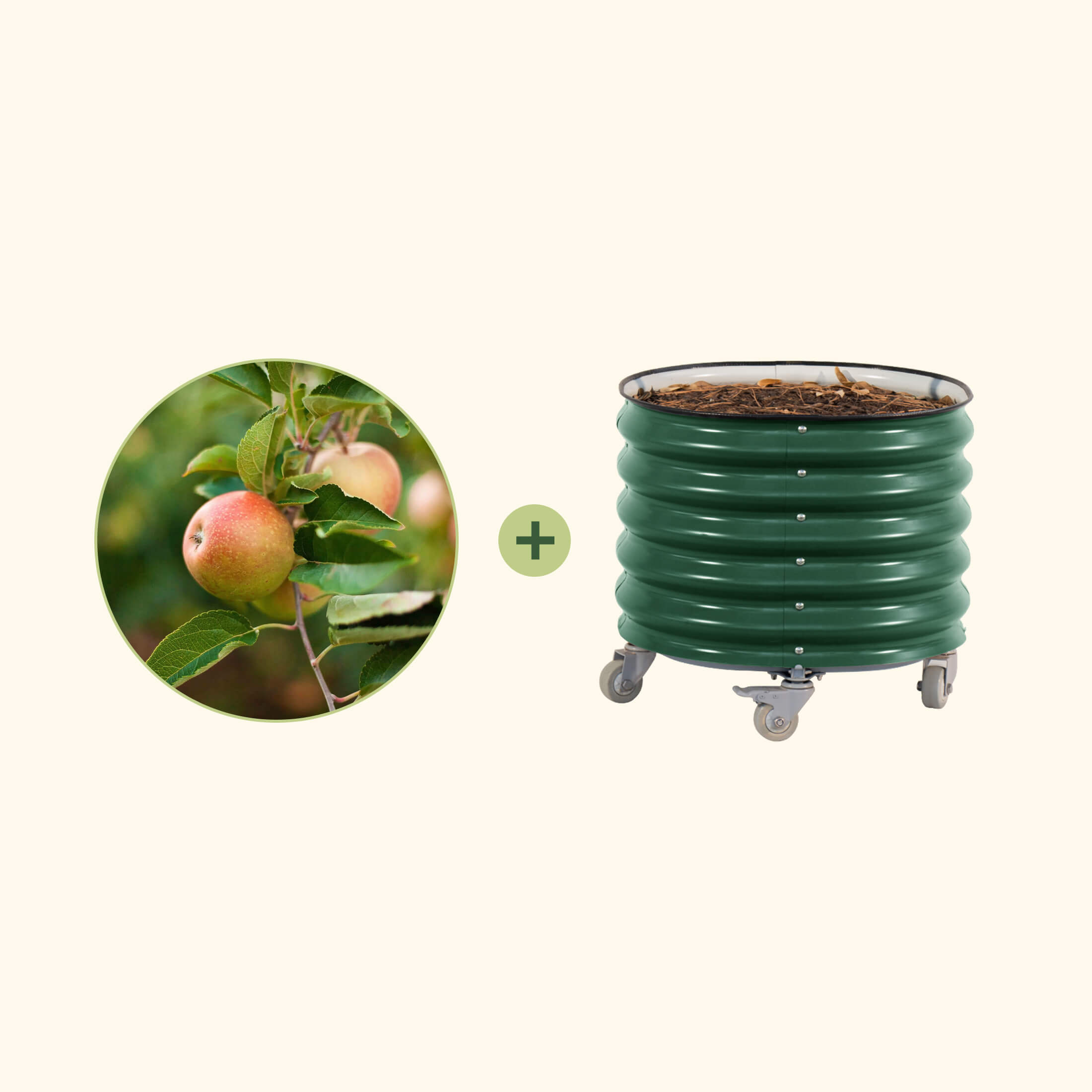 3-in-1 Apple Tree with Rolling Planter | Vego Garden