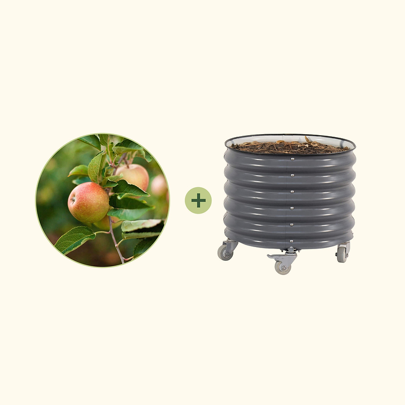 3-in-1 Apple Tree with Rolling Planter | Vego Garden