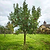 Fuji Apple Tree