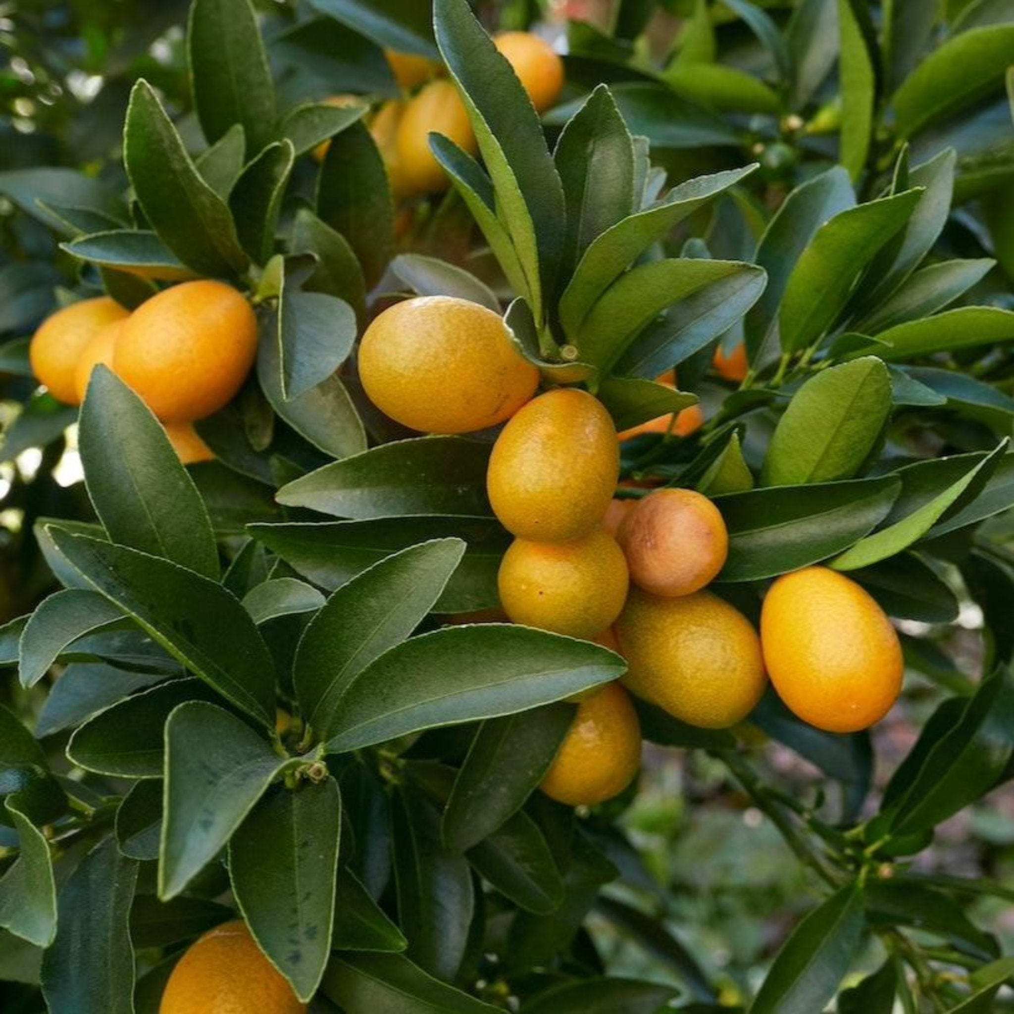 Fukushu-Kumquat-Tree-