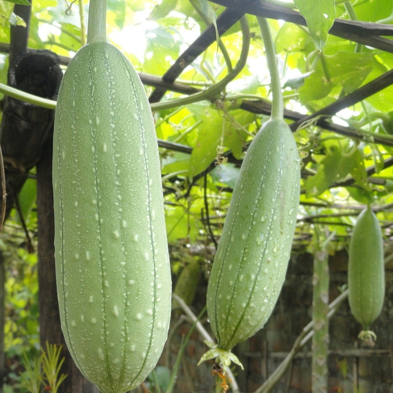 Luffa Gourd Seeds