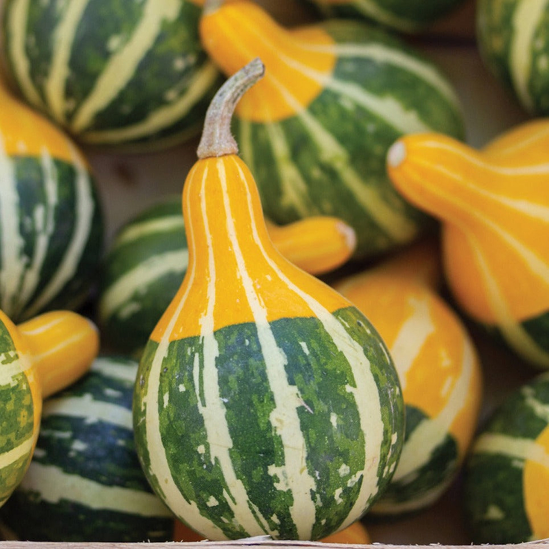 Bi-Color Pear Gourd Seeds