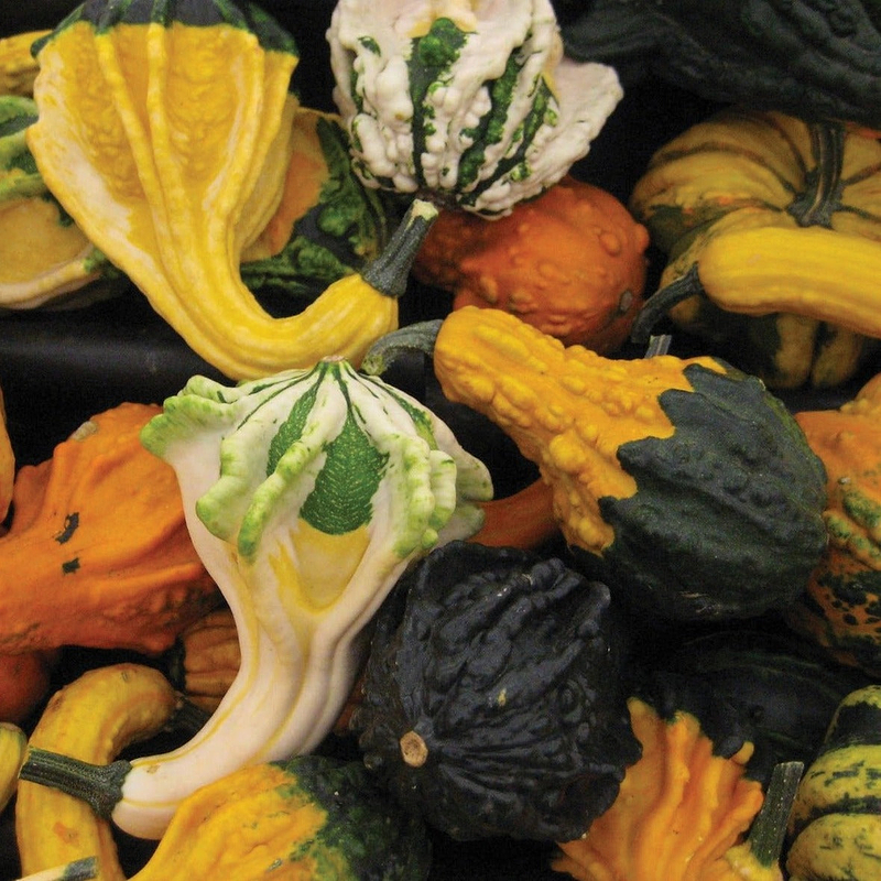 Cornucopia Gourd Mix Seeds