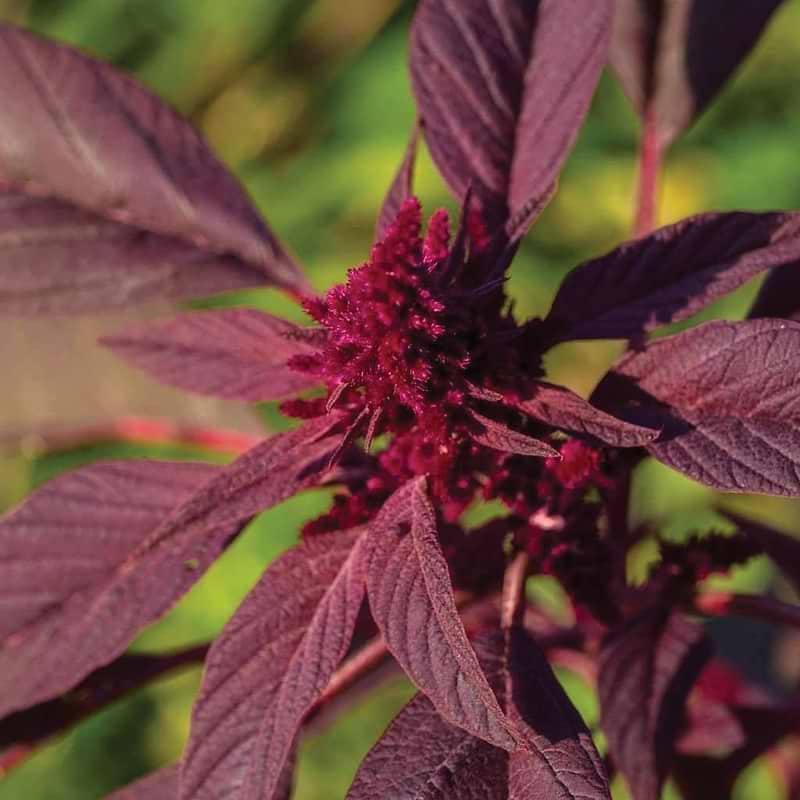 Red Garnett Amaranth Seeds