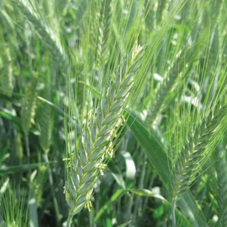 Triticale Seeds