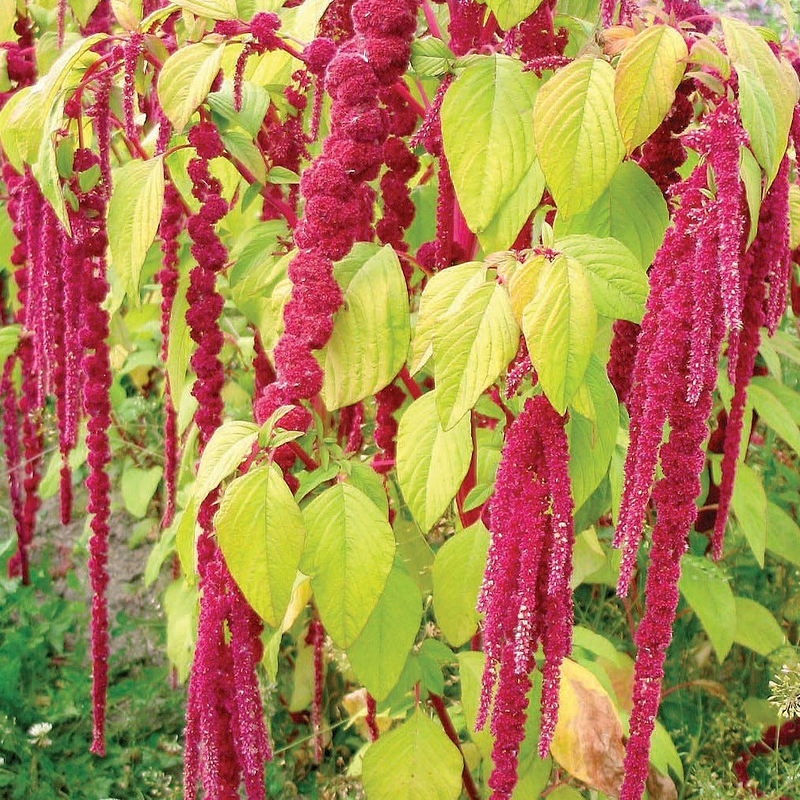 Love Lies Bleeding Amaranth Seeds