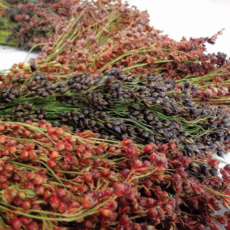 Mixed Colors Sorghum Broomcorn Seeds