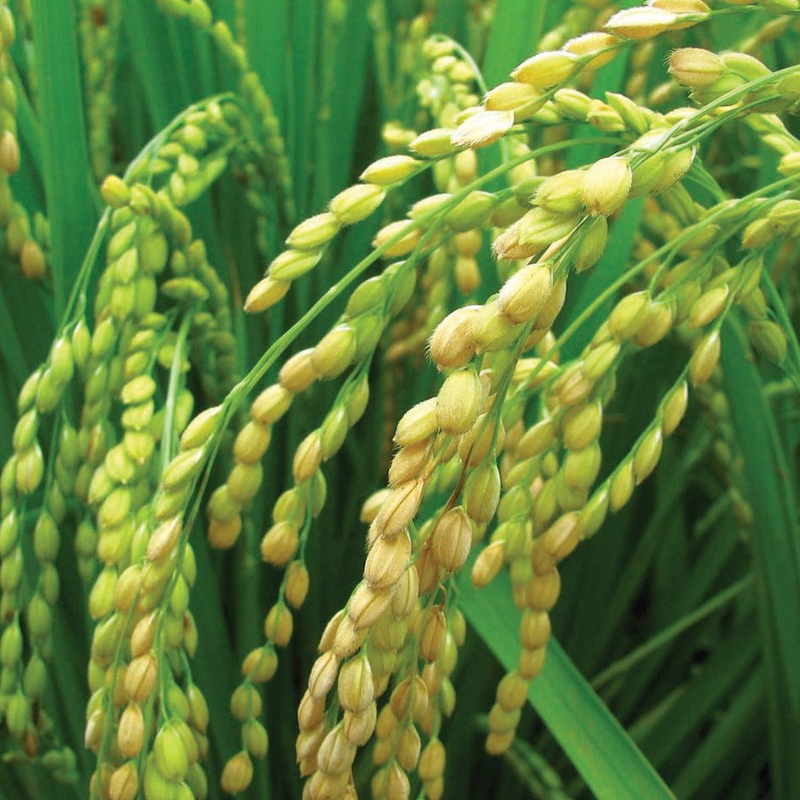 Long Grain Rice Seeds