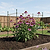 Garden Stake - 4 Pack