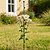 Garden Stake - 4 Pack