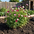 Garden Stake - 4 Pack