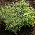 Vego Garden Plant Supports