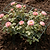 Vego Garden Plant Supports