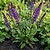Vego Garden Plant Supports