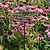 Vego Garden Plant Supports