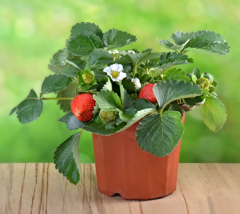 Free Strawberry Plant