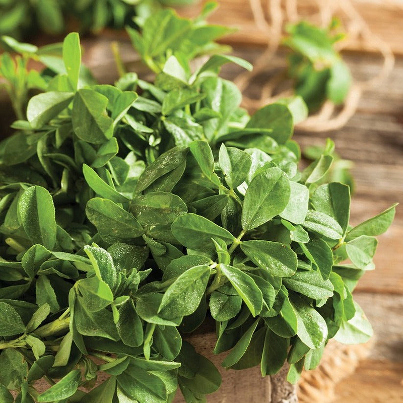 Fenugreek Seeds