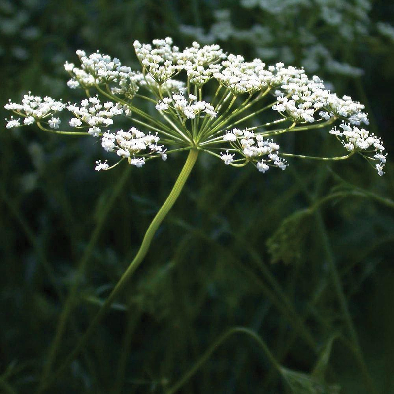 Anise Seeds