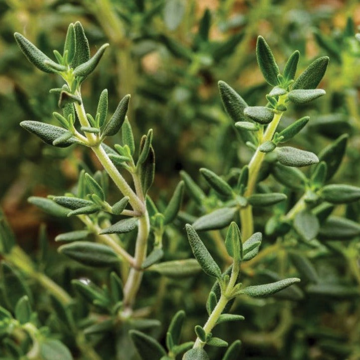 Common English Thyme Seeds