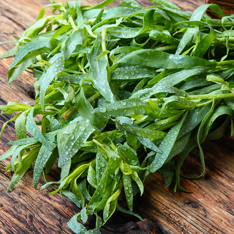 Russian Tarragon Seeds