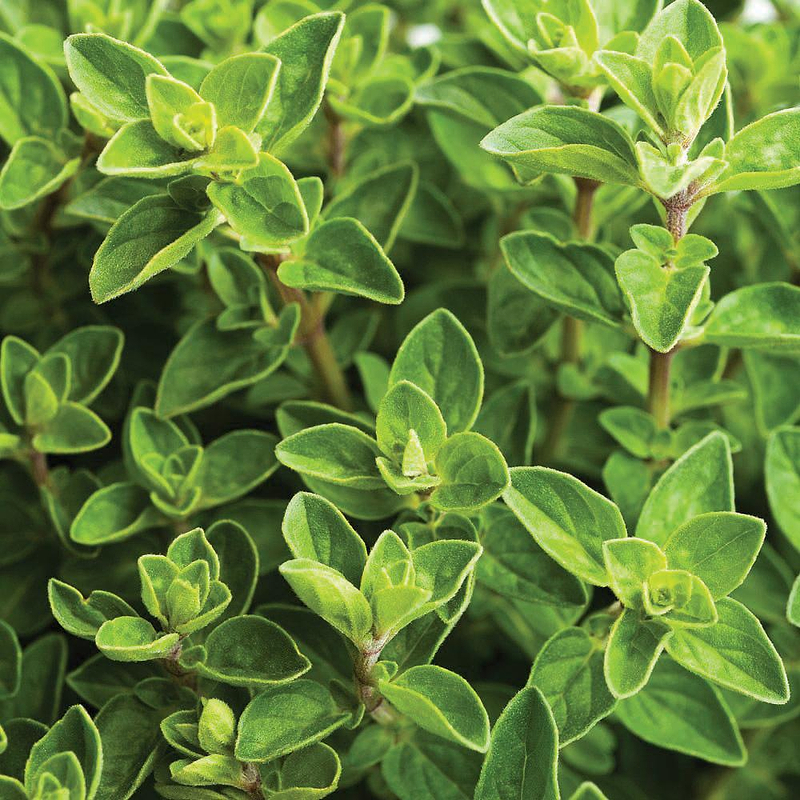 Italian Oregano Seeds