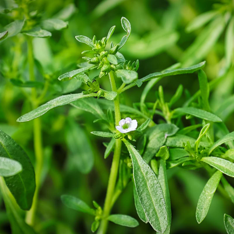 Summer Savory Seeds