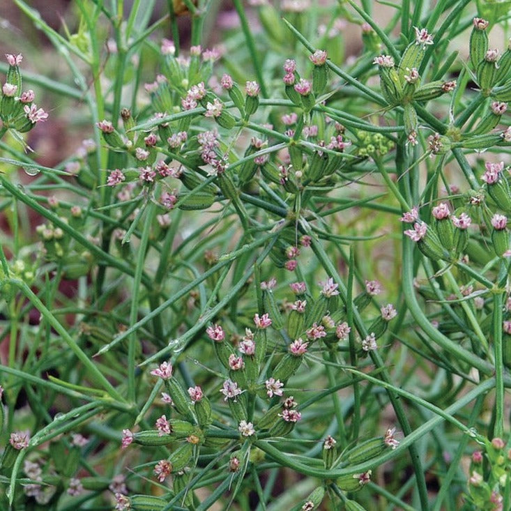 Cumin Seeds