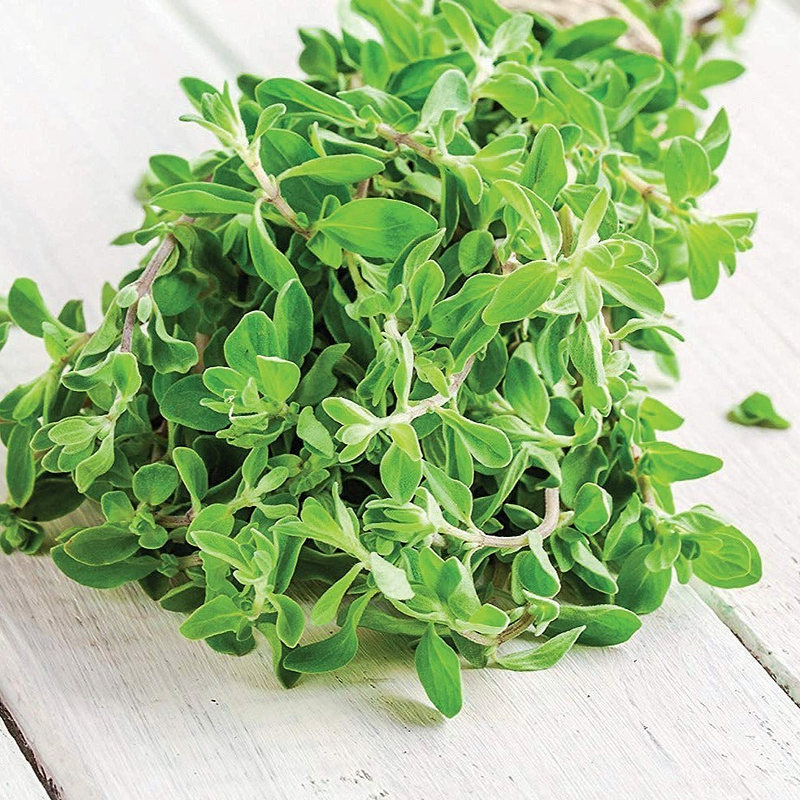 Sweet Marjoram Seeds
