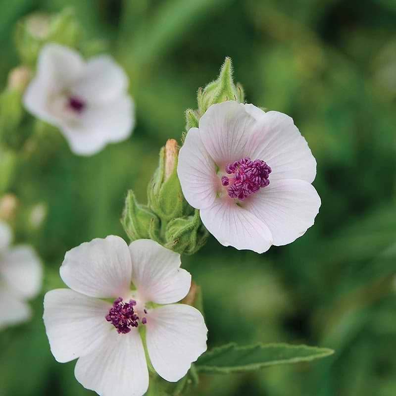 Marshmallow Plant Seeds