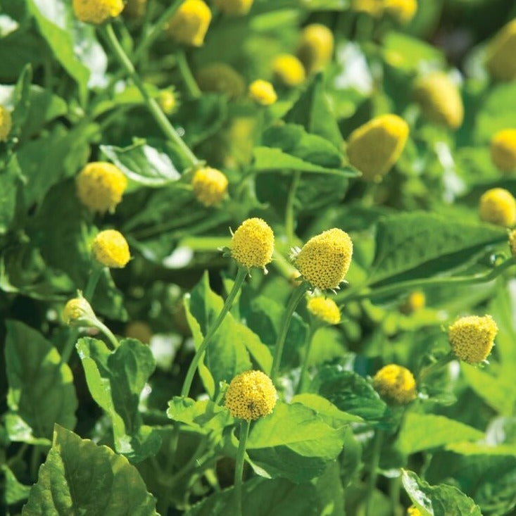 Toothache Plant Spilanthes Seeds