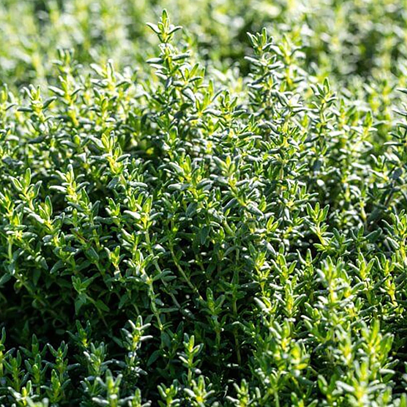 French Thyme Seeds