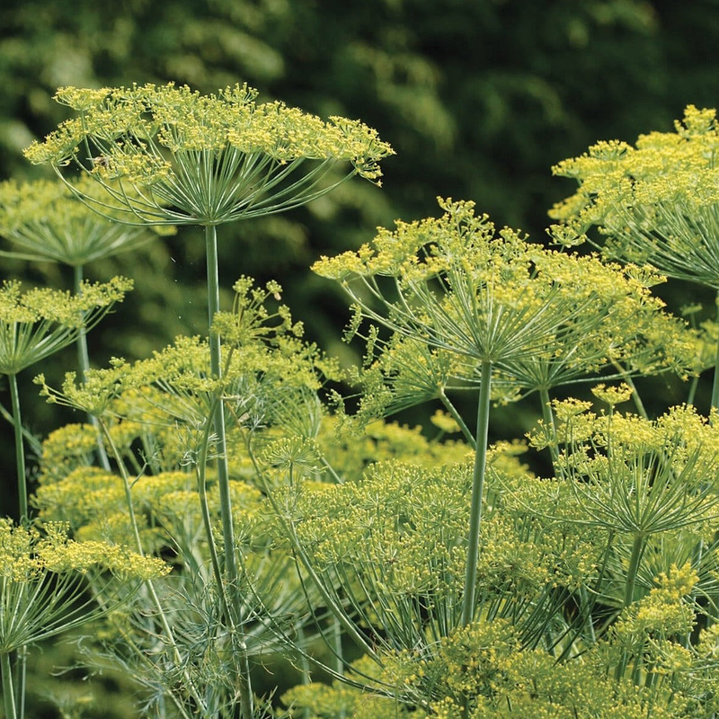 Bouquet Dill Seeds