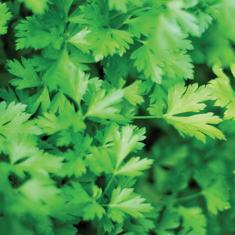 Dark Green Flat Leaf Parsley Seeds
