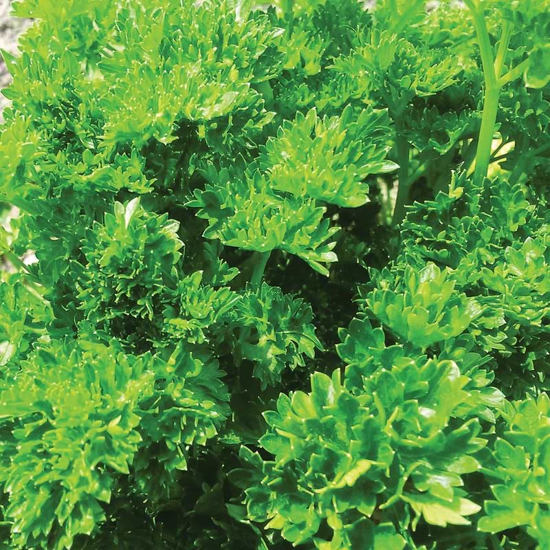 Triple Curled Parsley Seeds