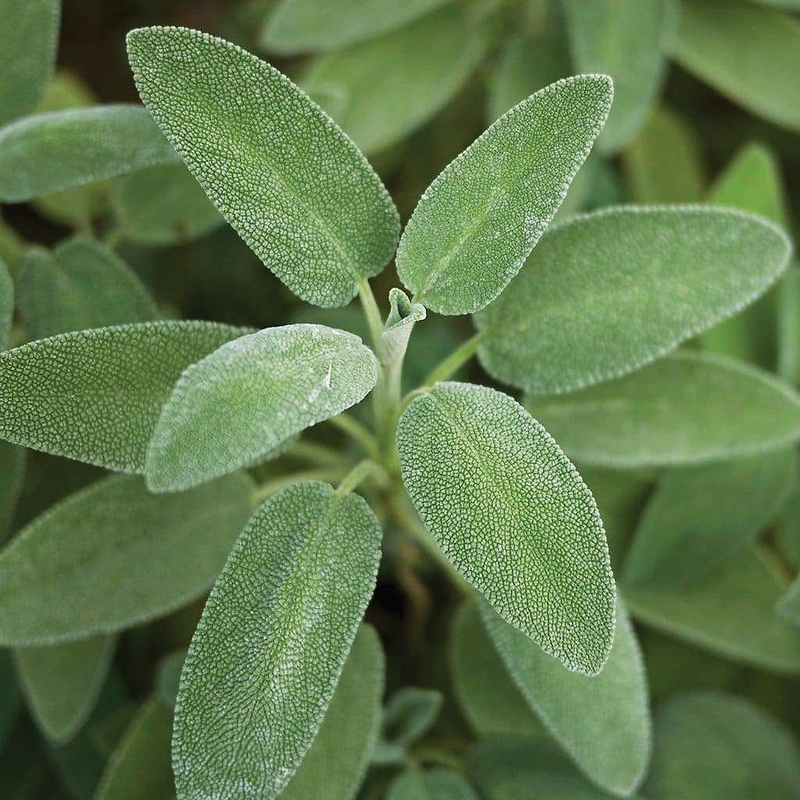 Broad Leaved Sage Seeds