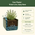 vego-garden-Self-Watering-Herb-Planter-Box-with-Trellis
