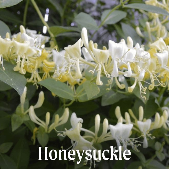 Honeysuckle