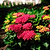 Frill Ride™ Hydrangea
