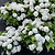 Grin and Tonic™ Reblooming Hydrangea