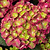 Tilt-A-Swirl® Bigleaf Hydrangea